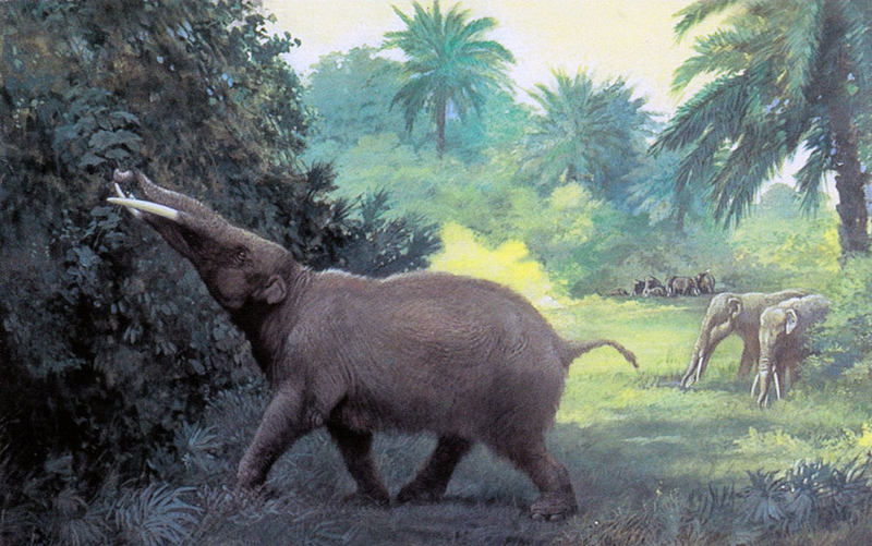 Reconstrucción artística de un Gomphoterium angustidens, otro miembro de esta familia de mamíferos prehistóricos.